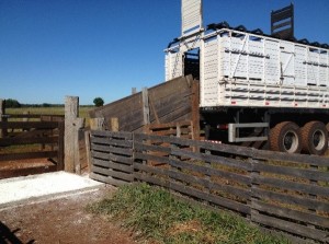 Embarcador adequado com utilização de pedilúvio com cal