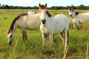 cavalos-pantaneiros_foto-de-nicoli-dichoff_77
