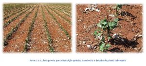 vazio-do-algodao