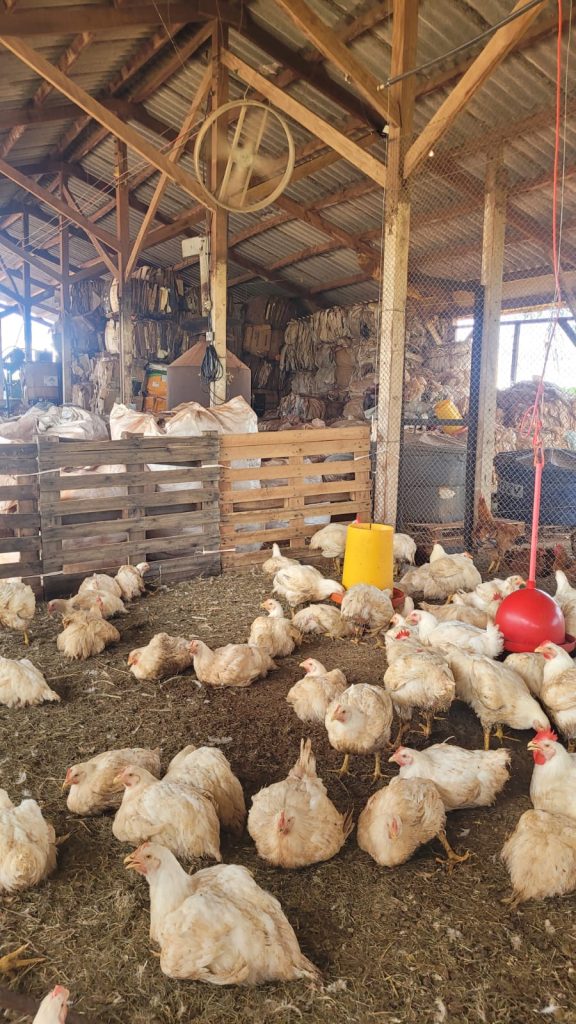 Operação Conjunta da IAGRO e PMA