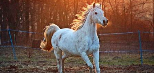 Um cavalo branco correndo em um campo cercado.