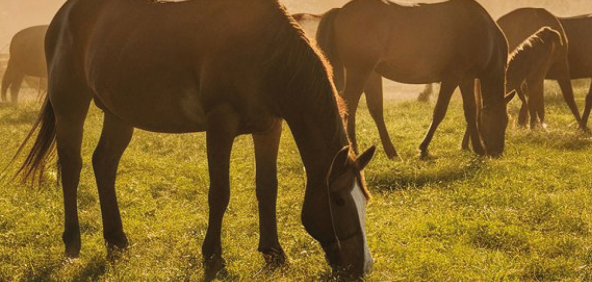 Vários cavalos pastando no campo em um final de tarde.