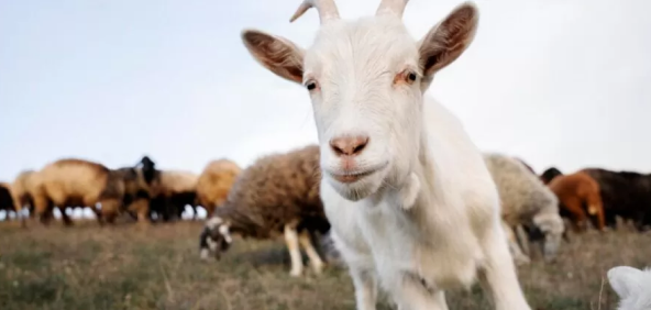 Uma cabra branca encarando a câmera com outras cabras ao fundo no pasto.