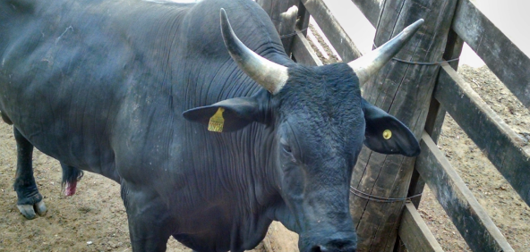 Boi preto com etiquetas de identificação e rastreio nas orelhas visto de cima dentro de um cercado com chão de terra.