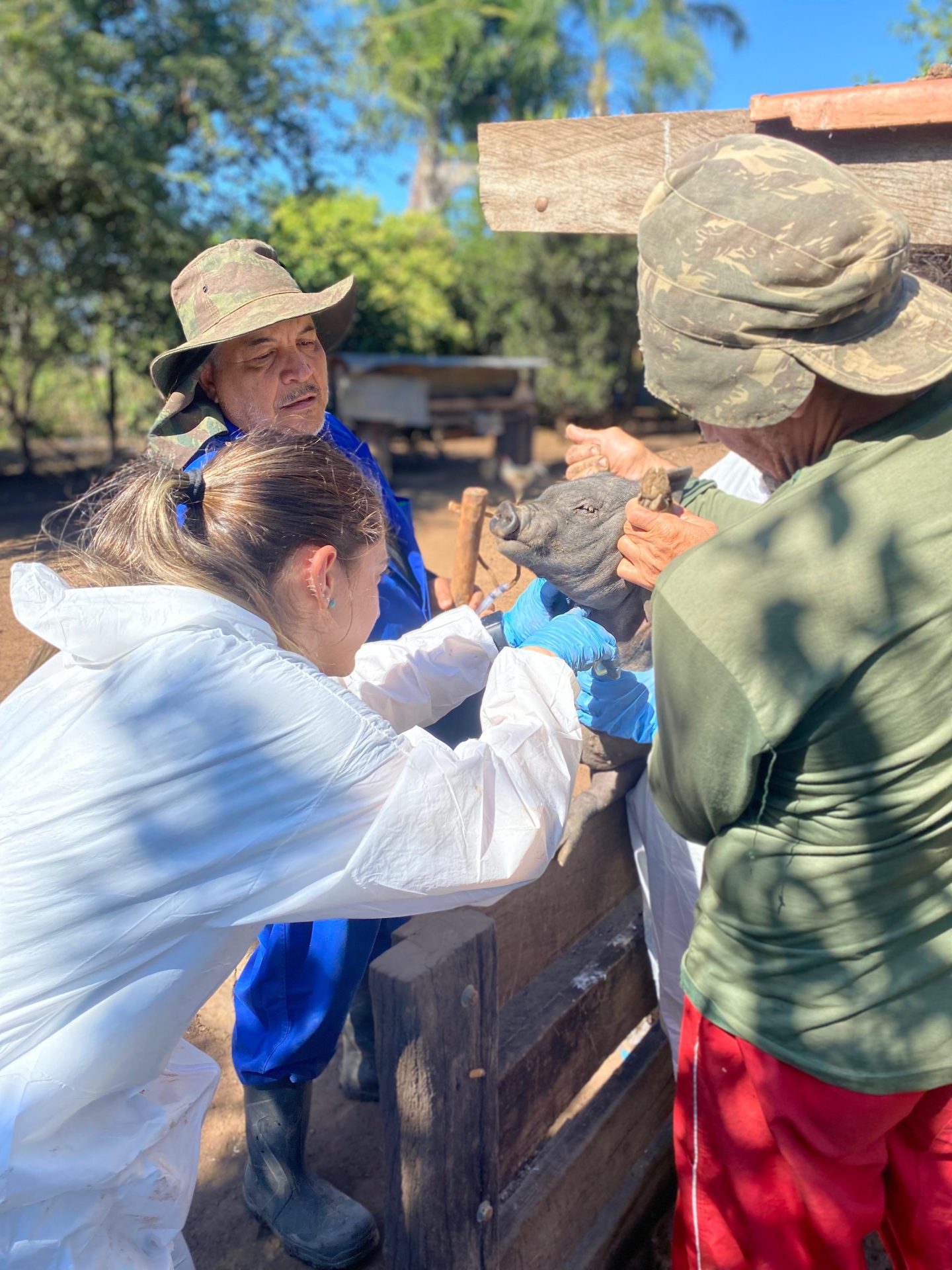 Equipe técnica da IAGRO realiza procedimento de coleta sorológica em propriedade rural de Mato Grosso do Sul, como parte das ações do 4º ciclo do Plano Integrado de Vigilância em Doenças dos Suínos (PIVDS). A imagem evidencia o comprometimento com a saúde animal e os cuidados adotados na suinocultura regional.