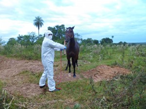 Égua diagnosticada com mormo