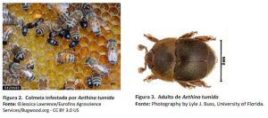 aethina
