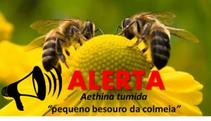 alerta bee
