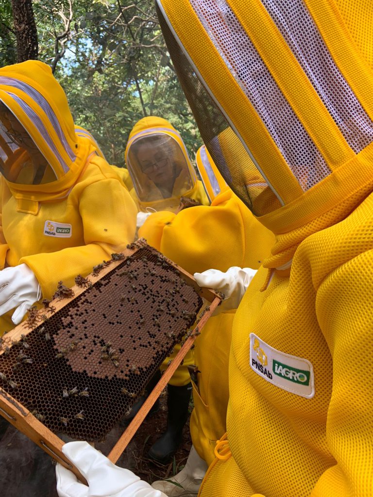 Iagro investe em capacitação de servidores para fortalecer a saúde das abelhas em MS Iagro investe em capacitação de servidores para fortalecer a saúde das abelhas em MS